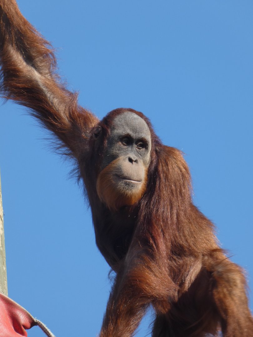 Adolescent Sumatran Orang-utan male