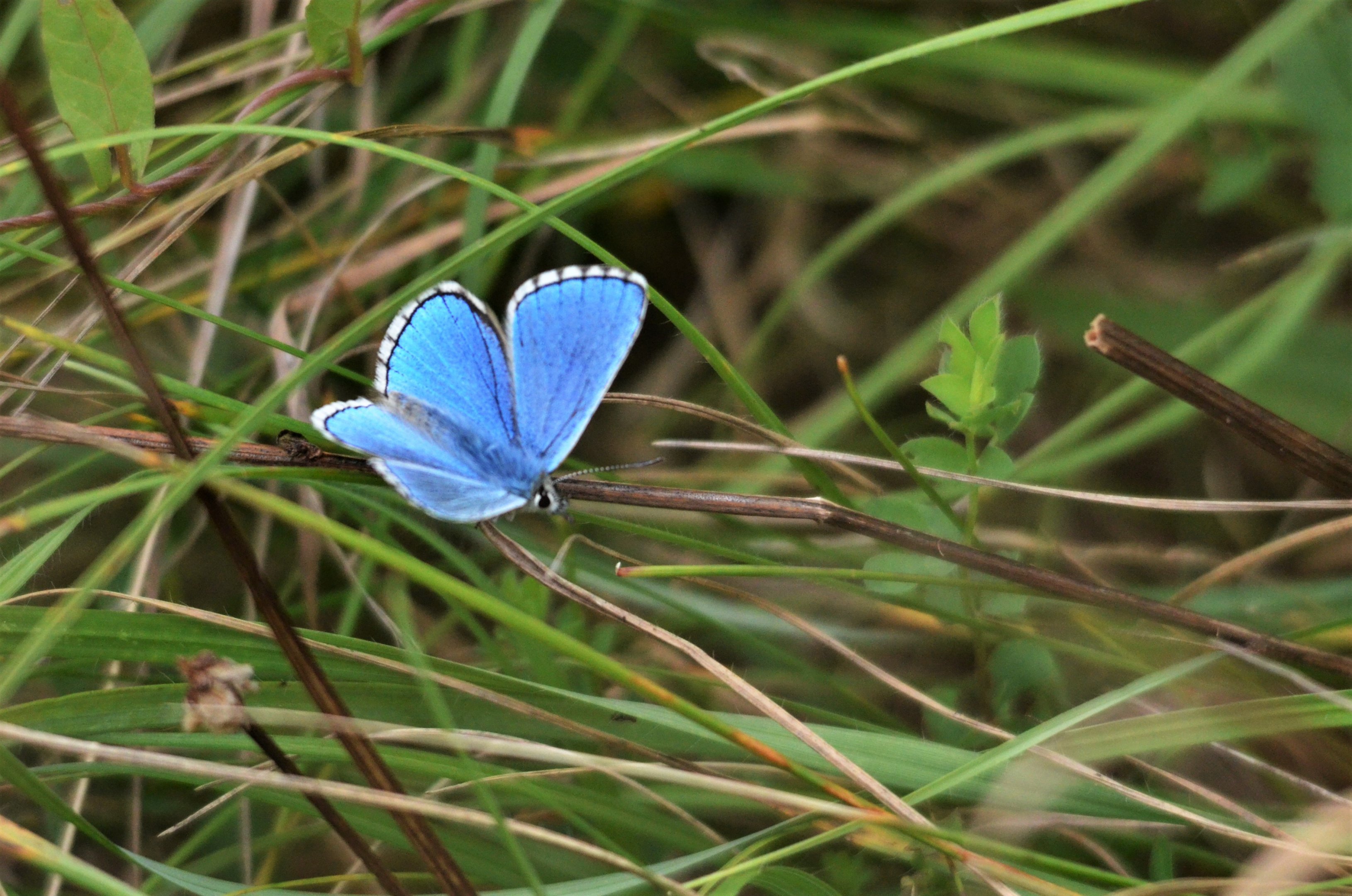 Adonis Blue at Yoesden Bank, 11/08/19