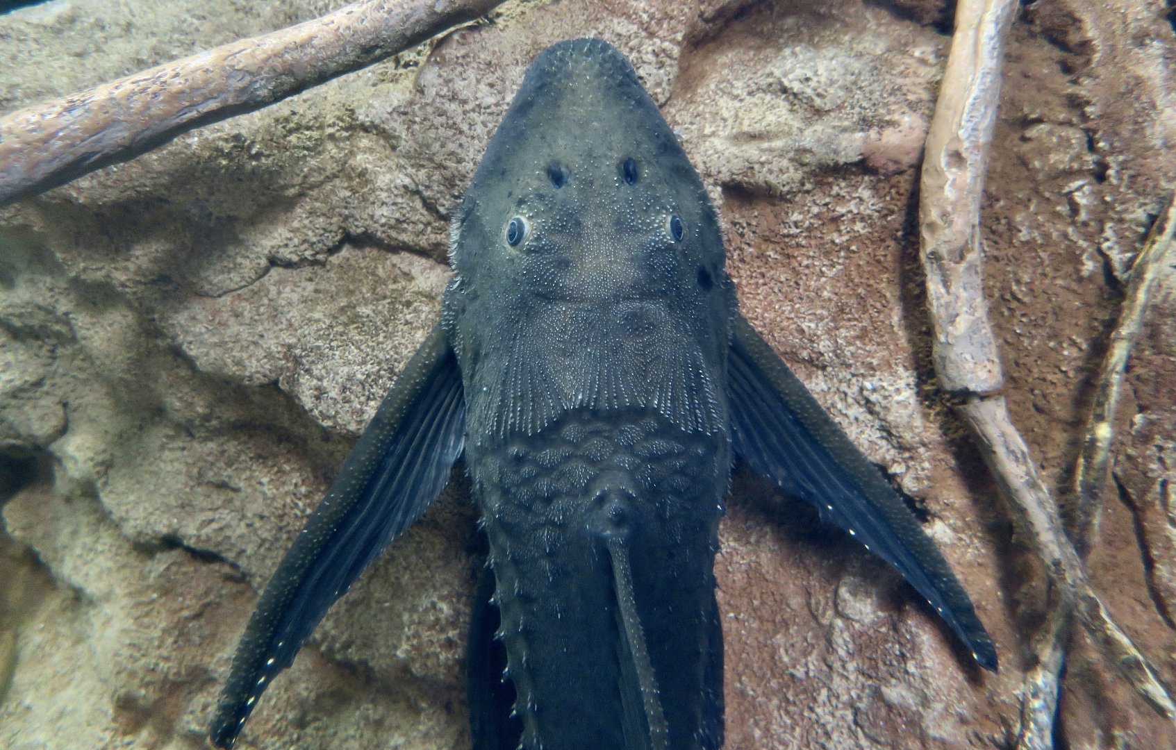 Adonis Pleco (Acanthicus adonis)