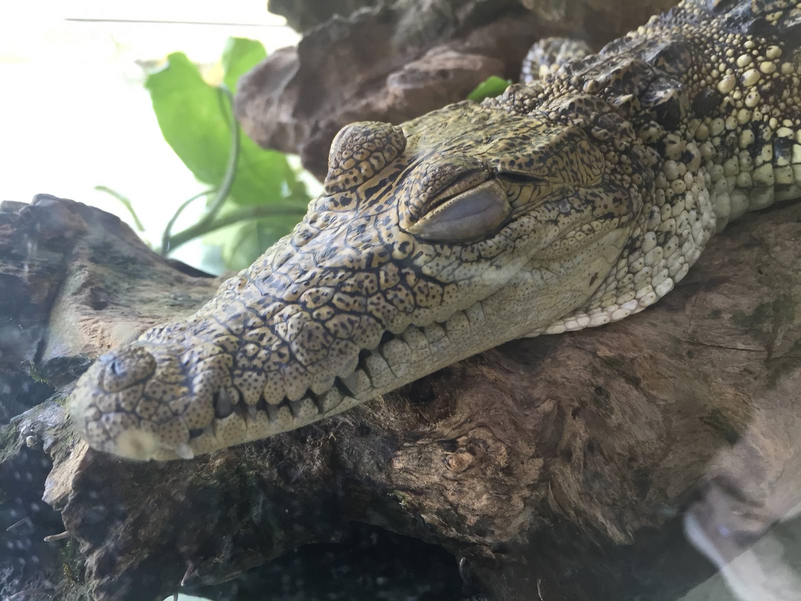 Adorable Baby crocodrile