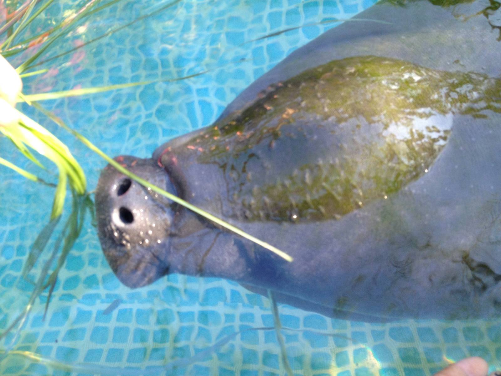 Adorable baby manatee