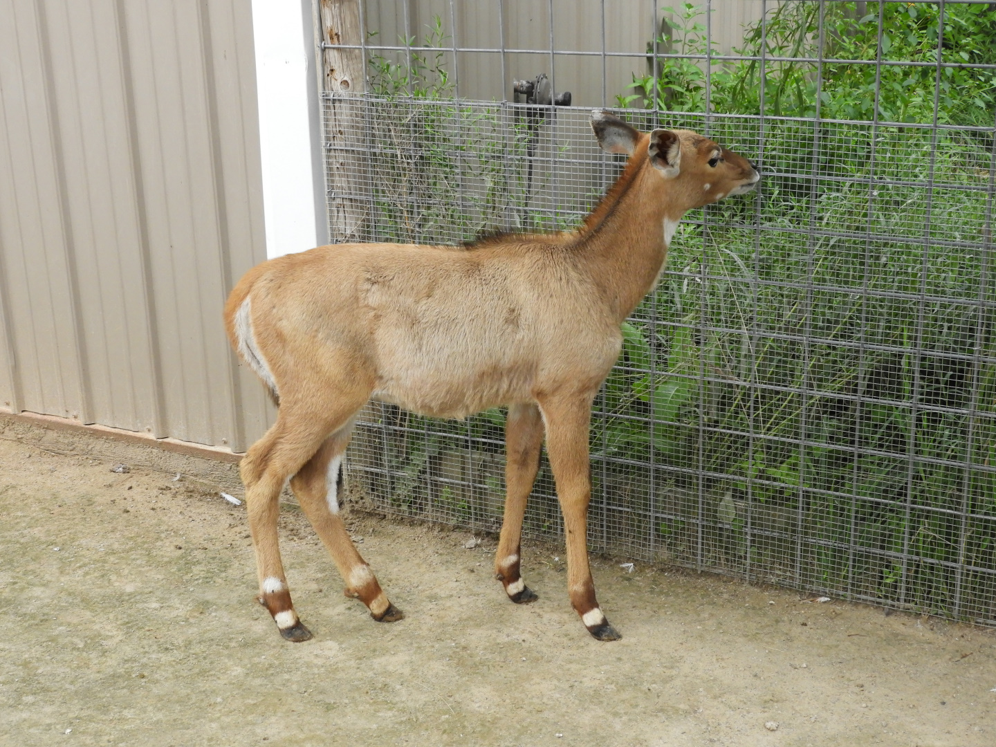 Adorable baby Nilgai (Boselaphus tragocamelus)