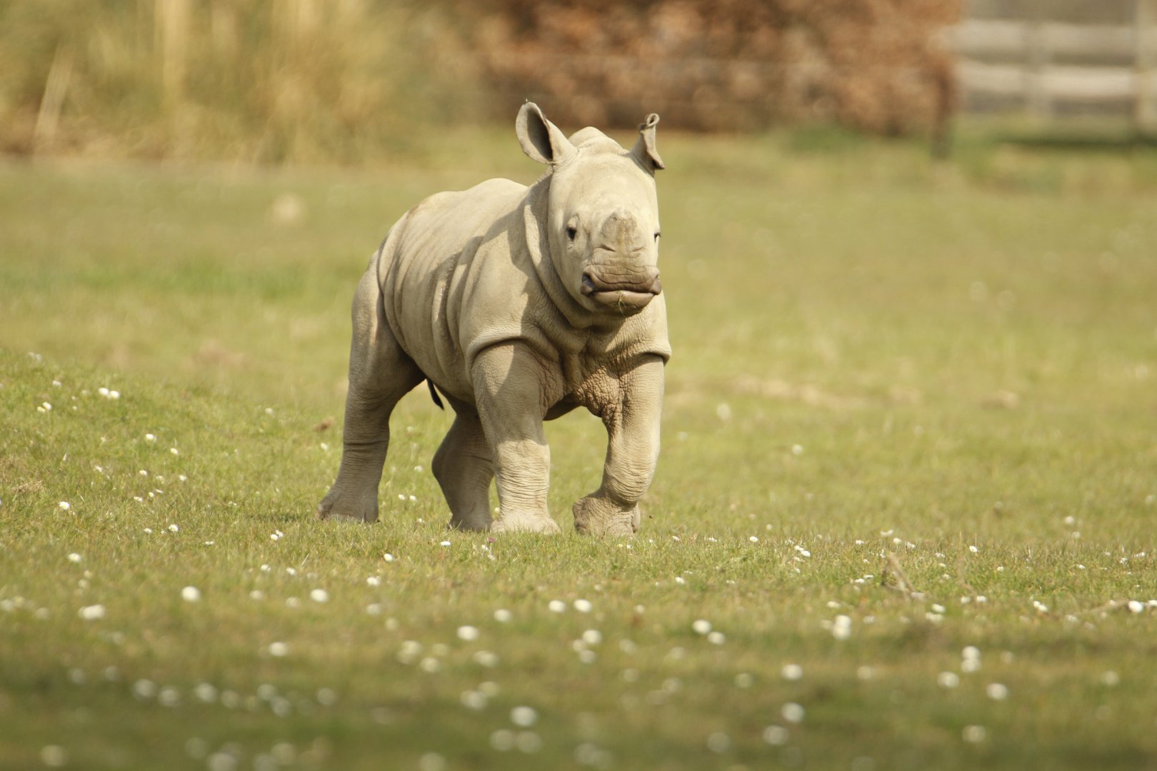 Adorable Baby Rhino