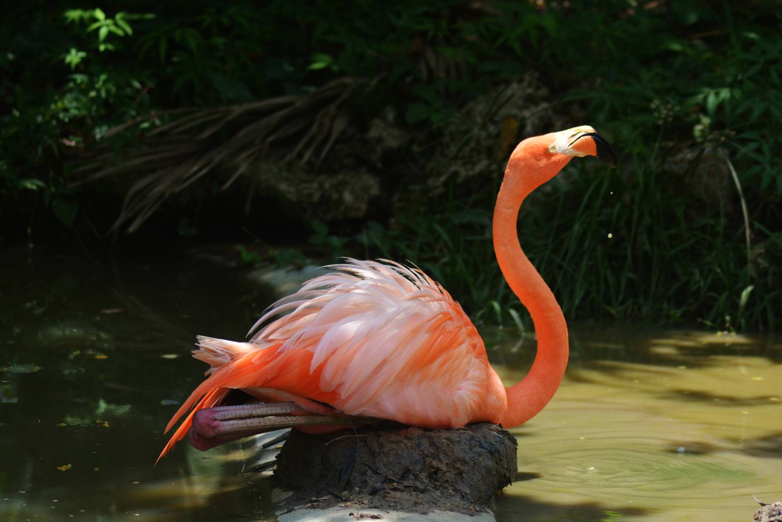 Adorable flamingo