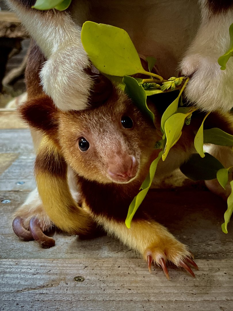 Adorable tree kangaroo Joey
