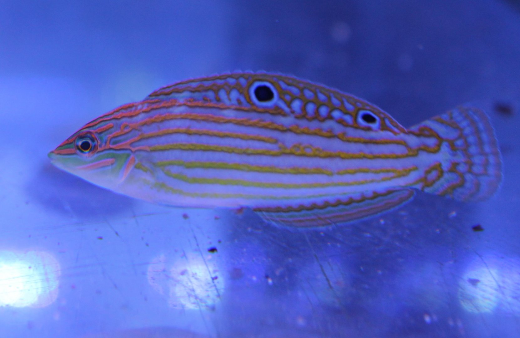 Adorned wrasse - Halichoeres cosmetus