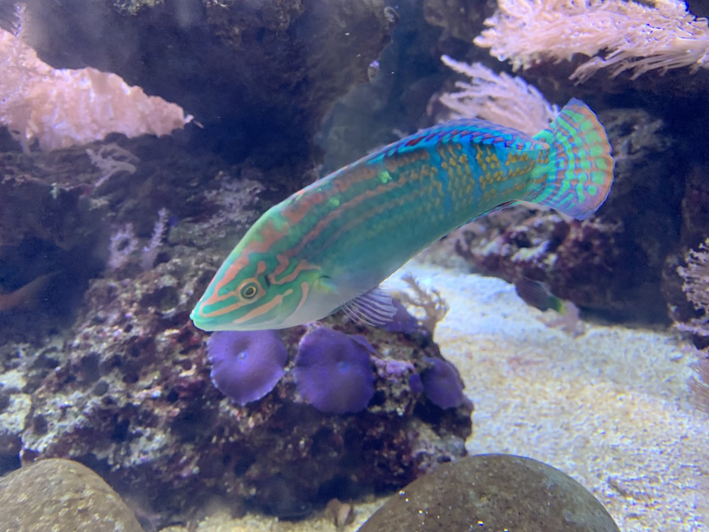 Adorned wrasse