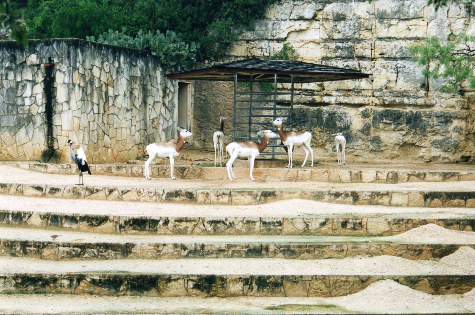 Adra Gazelle Exhibit