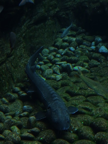 Adriatic sturgeon (Acipenser naccarii)