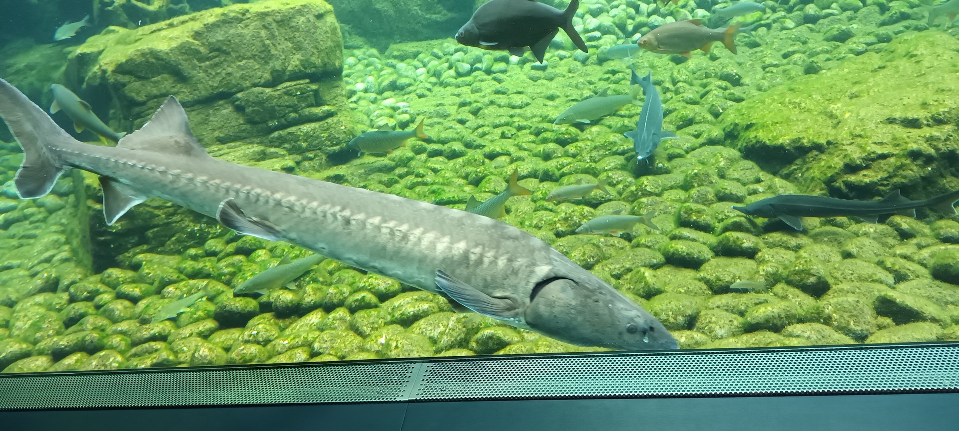 Adriatic Sturgeon