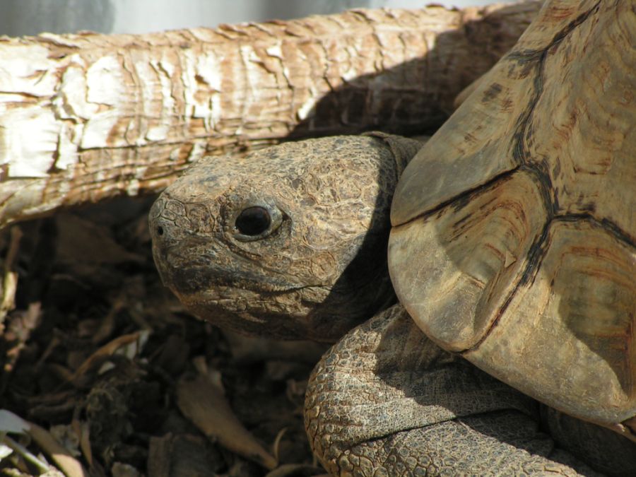 Adult African leopard tortise