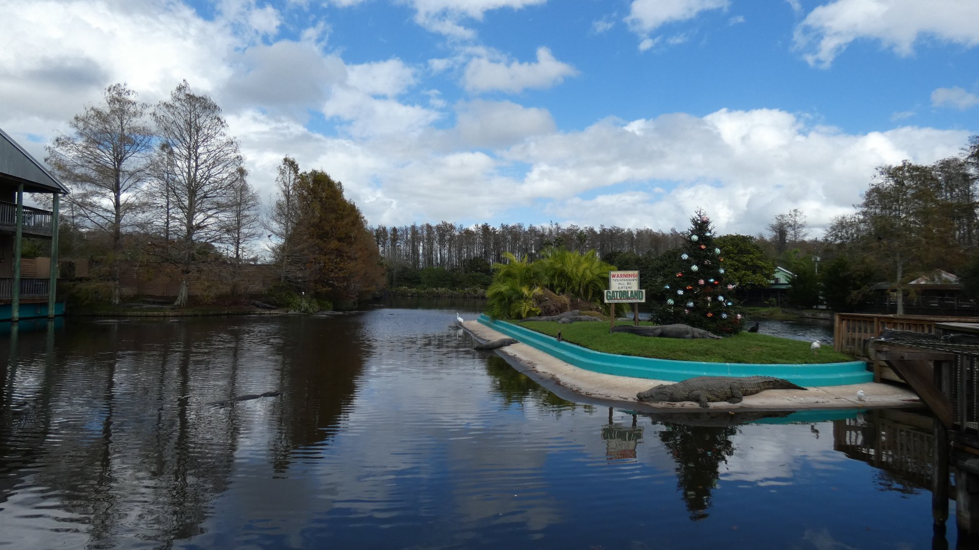 Adult American Alligator Enclosure - Jan. 2022