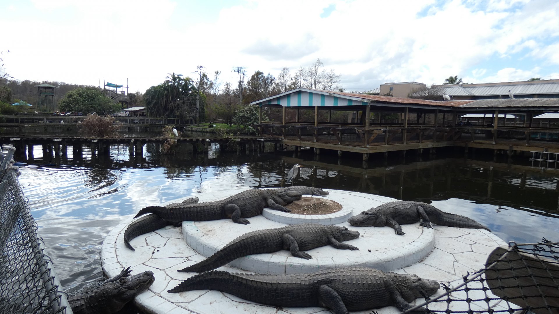 Adult American Alligator Enclosure - Jan. 2022