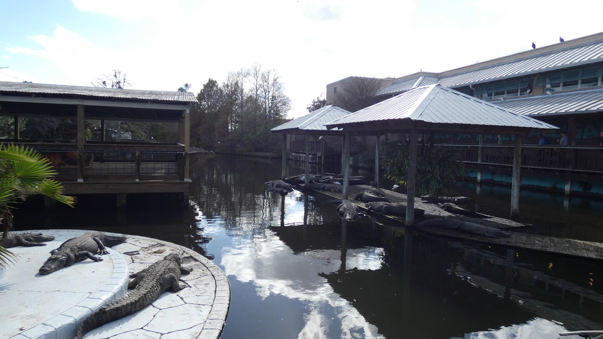 Adult American Alligator Enclosure - Jan. 2022
