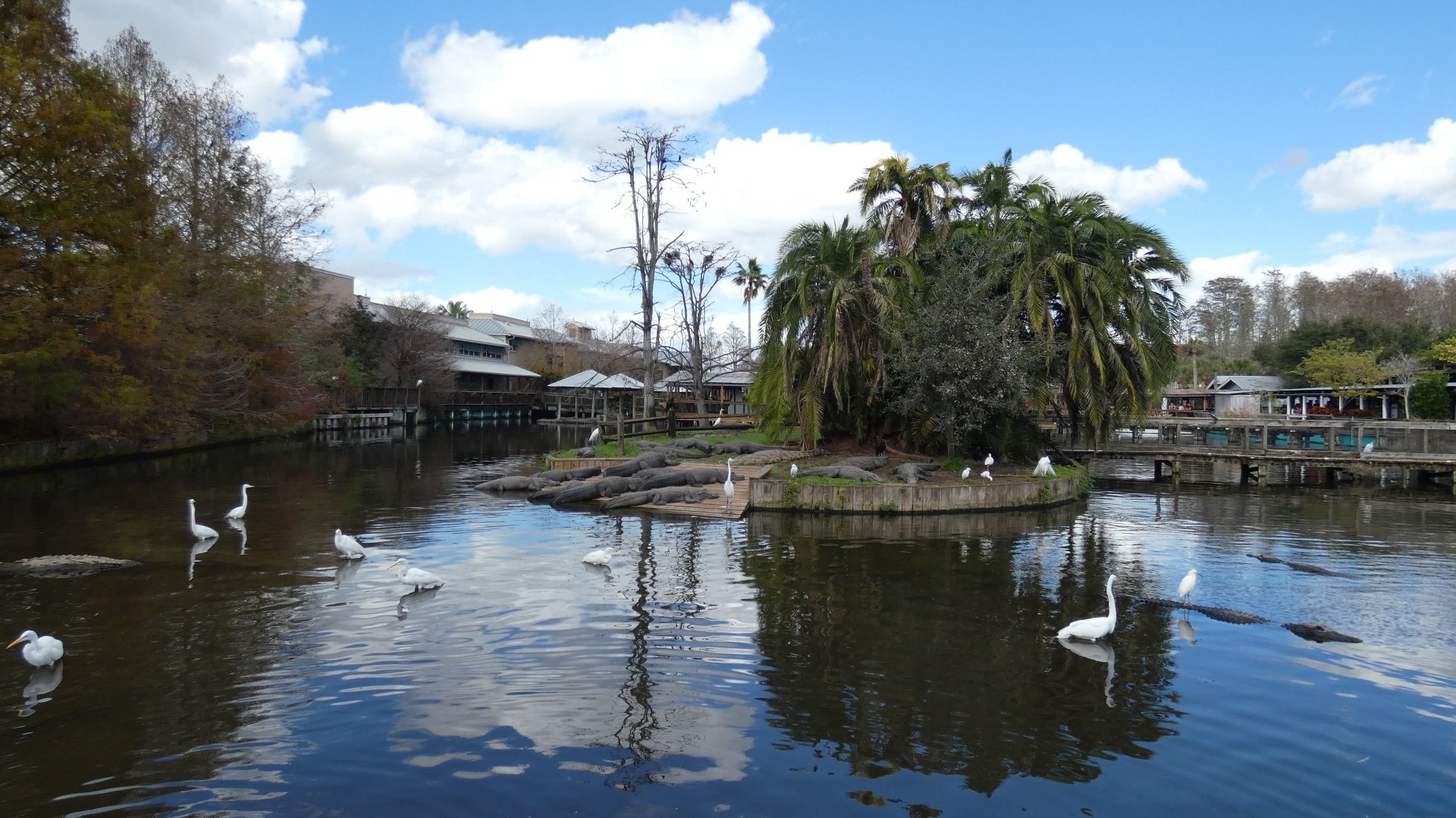 Adult American Alligator Enclosure - Jan. 2022