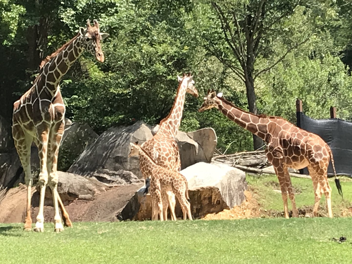Adult and Baby Reticulated Giraffes
