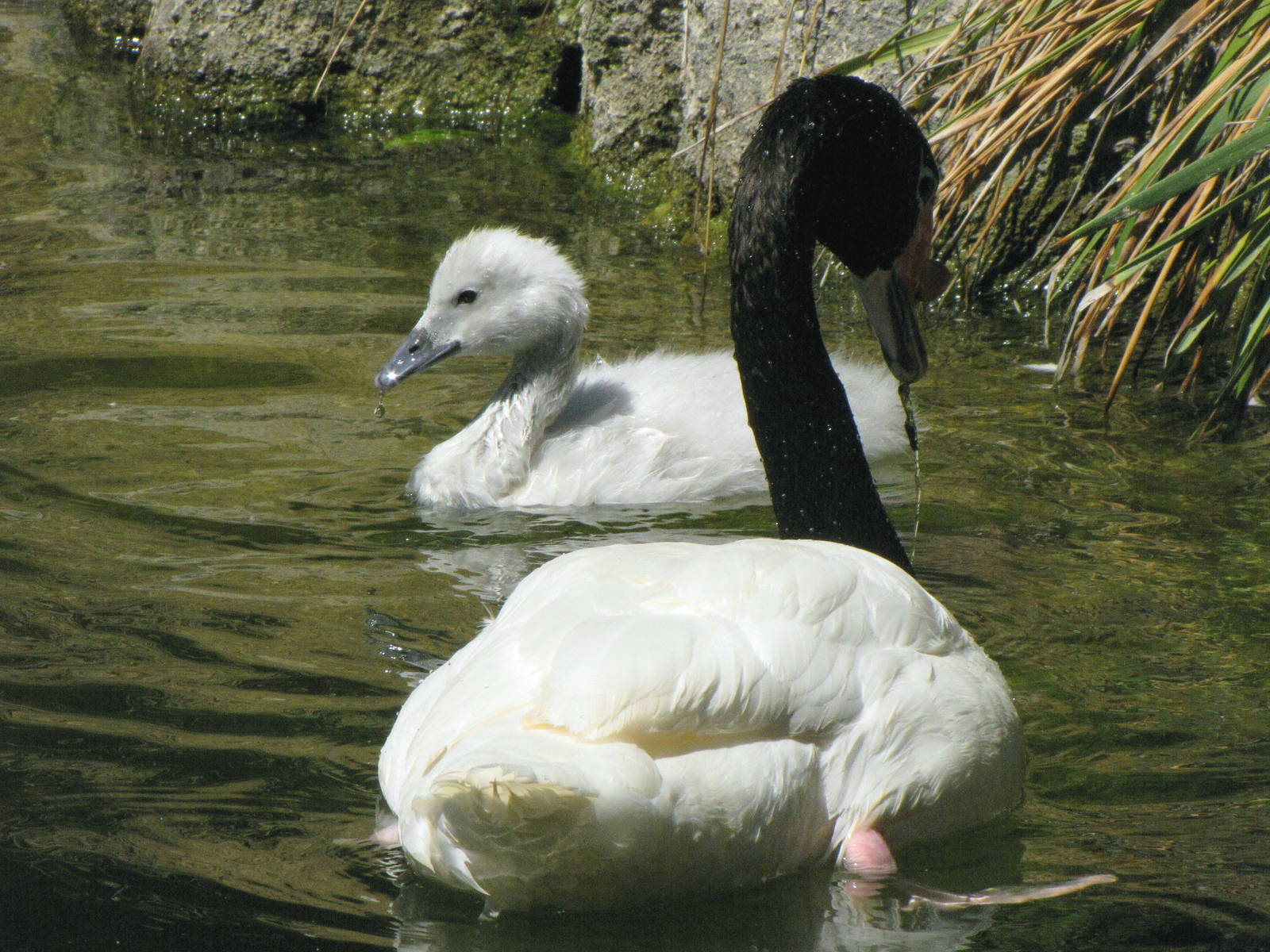 Adult and Juvenile Black-necked Swans