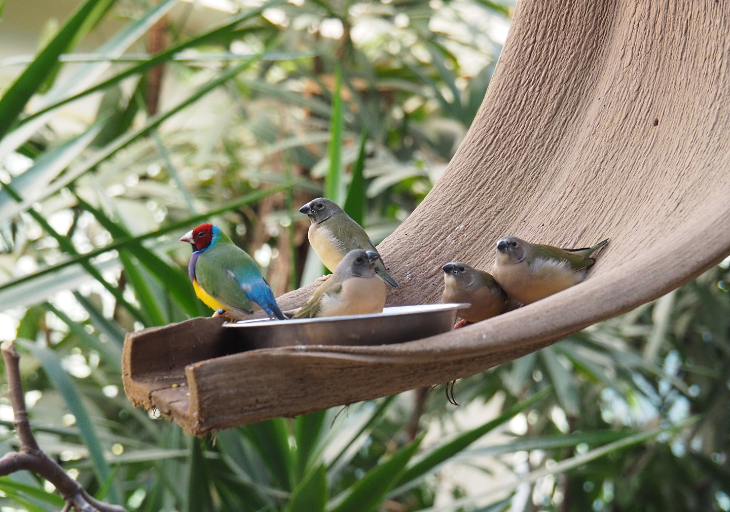 Adult and juvenile Gouldian finches (Erythrura gouldiae) on hanging feeder (Feb 27th, 2019)