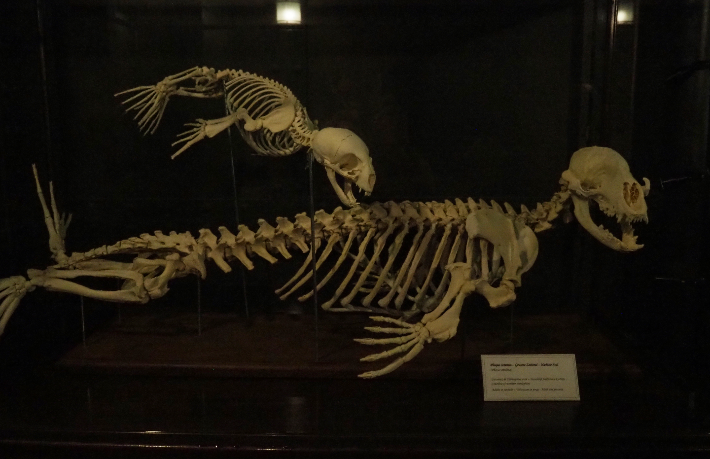 Adult and juvenile Harbor seal skeletons, 2020-09-03