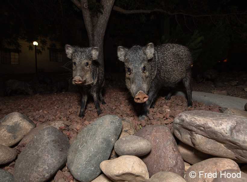 adult and juvenile javelina