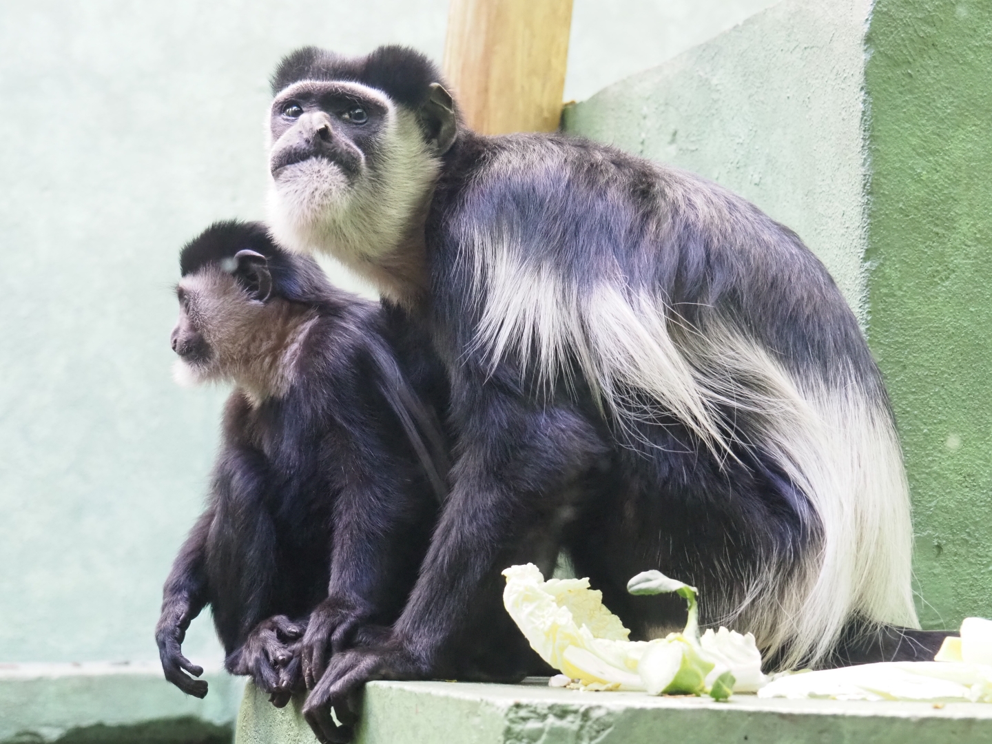 Adult and juvenile mantled colobus (Colobus guereza), Feb 27th, 2019