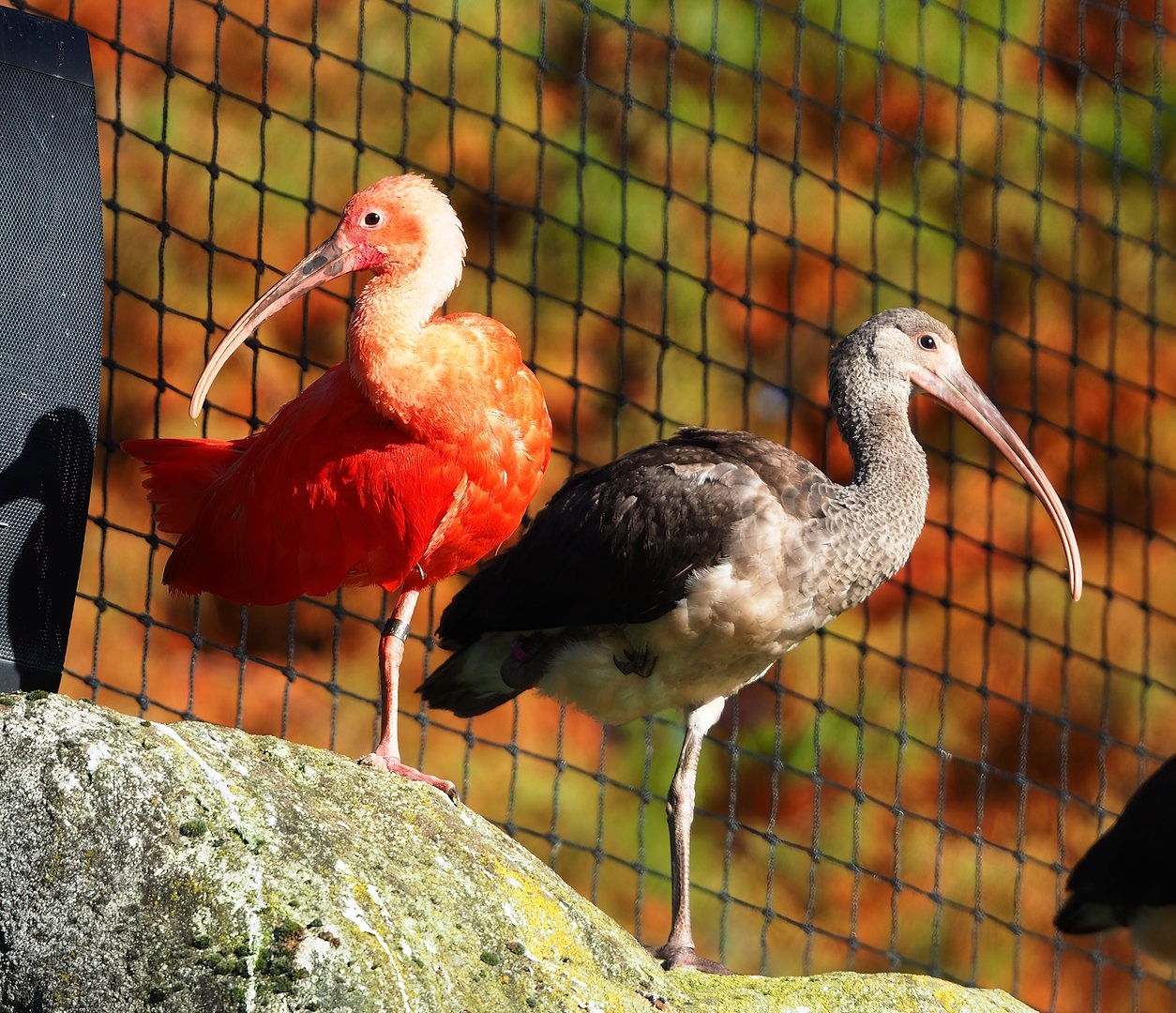 Adult and juvenile Scarlet ibis (Eudocimus ruber), 2022-11-12