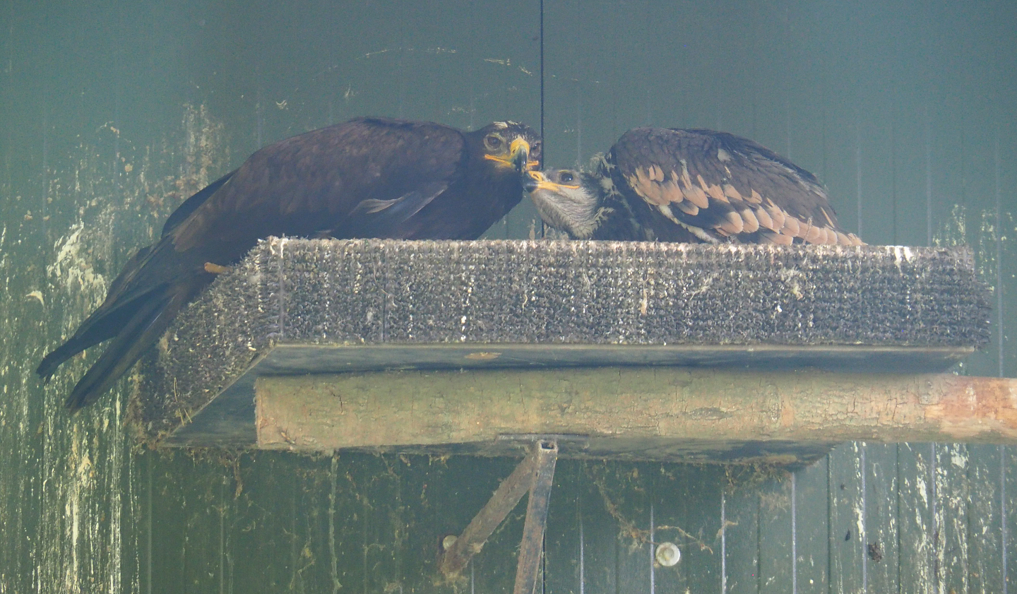 Adult and juvenile Steppe eagle on nest (Aquila nipalensis), 2020-06-20