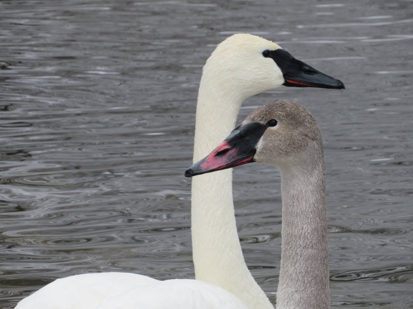 Adult and Juvenile Trumpeter swans