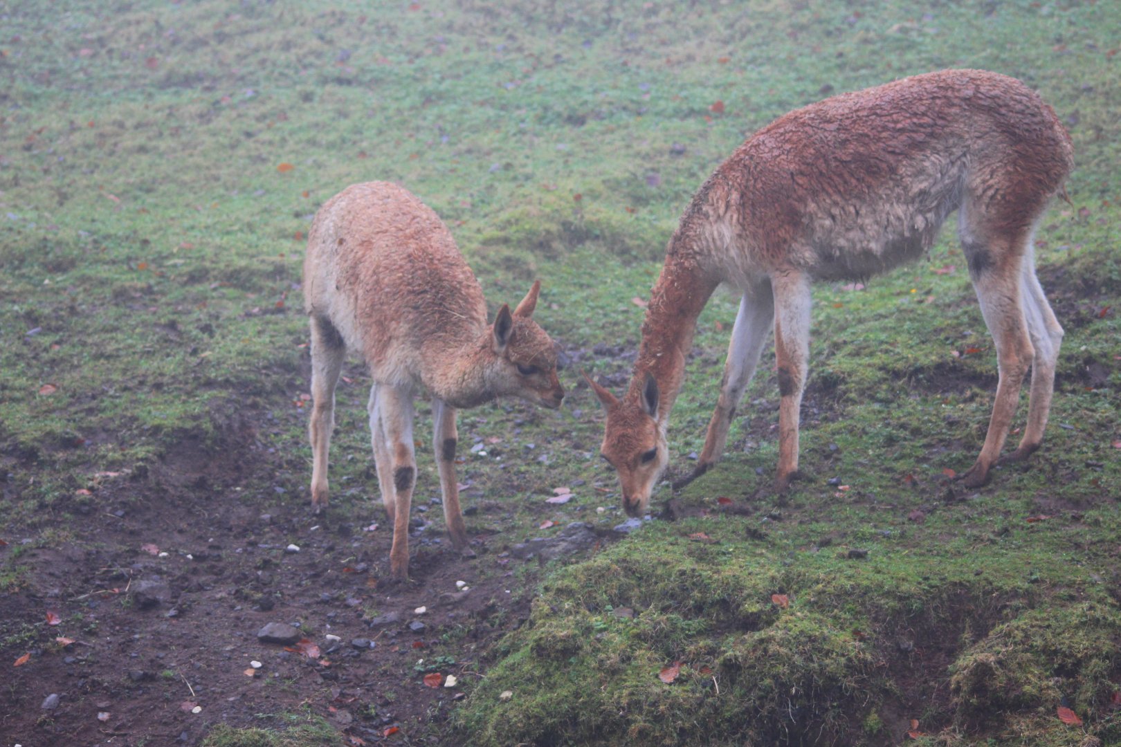 Adult and juvenile vicunas (Vicugna vicugna) at Belfast Zoo (25/11/2019)
