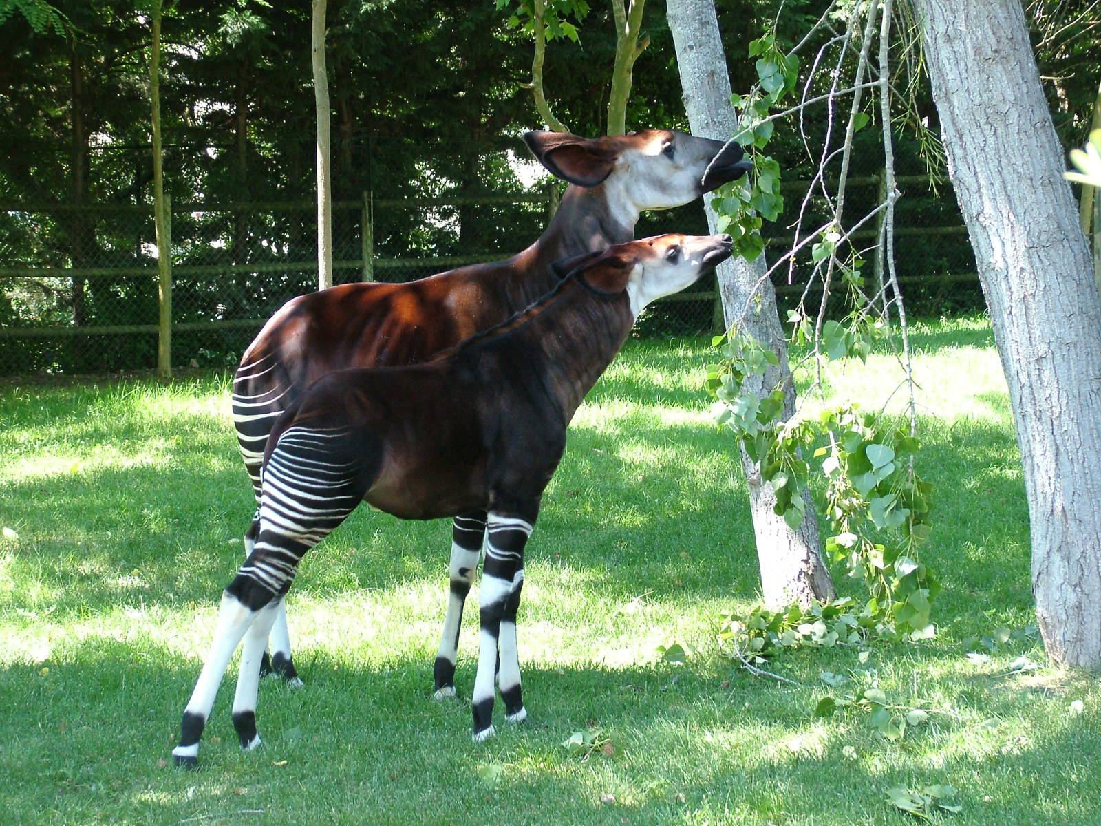 Adult and Young Okapi at Lisbon Zoo, 24/05/11