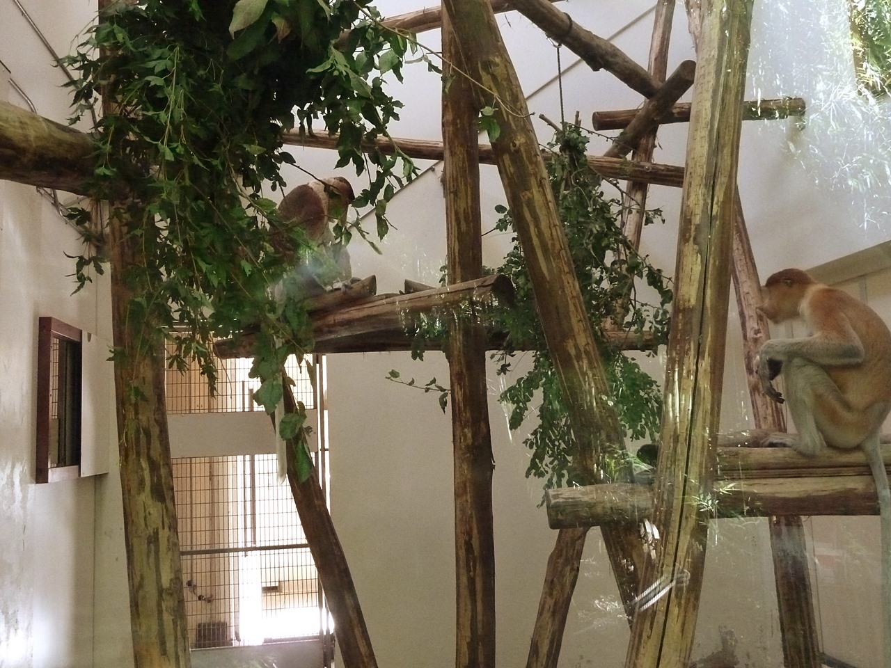 Adult and young proboscis monkey