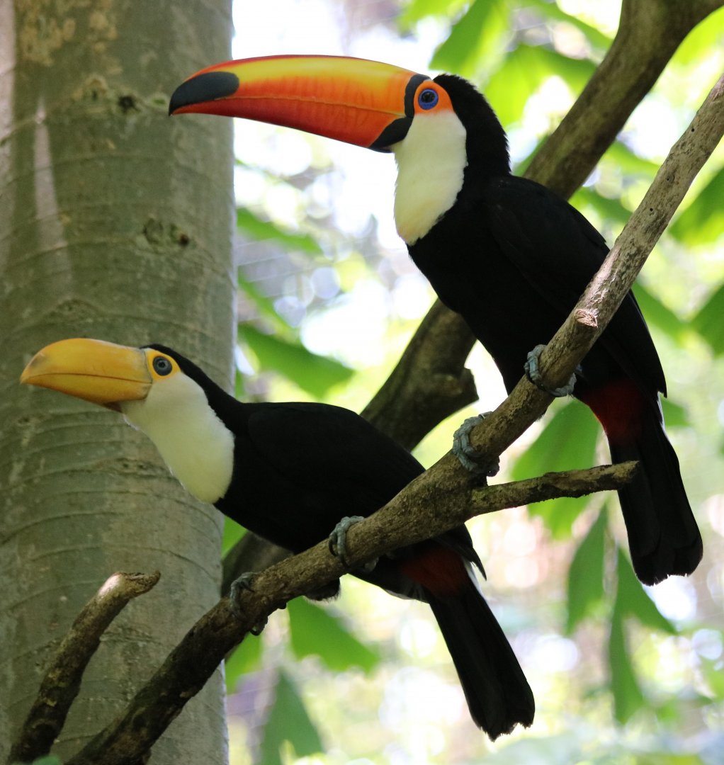 Adult and Young Toco Toucan