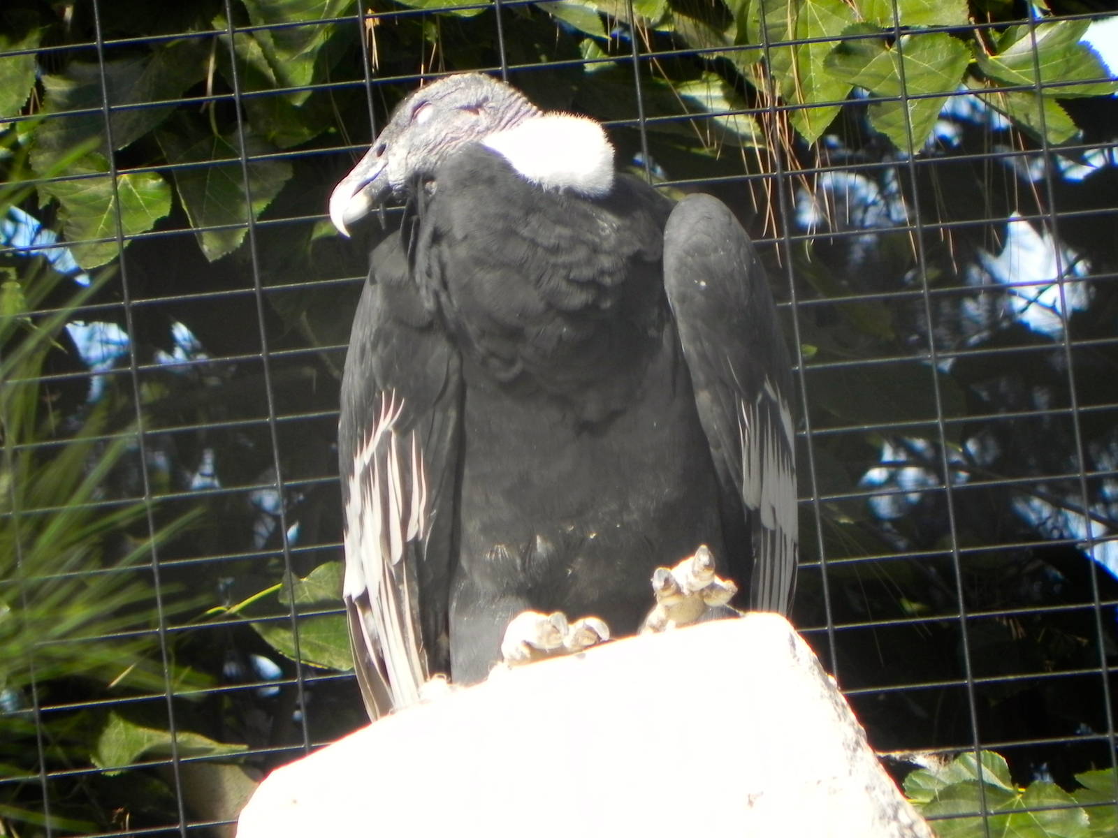 Adult Andean condor