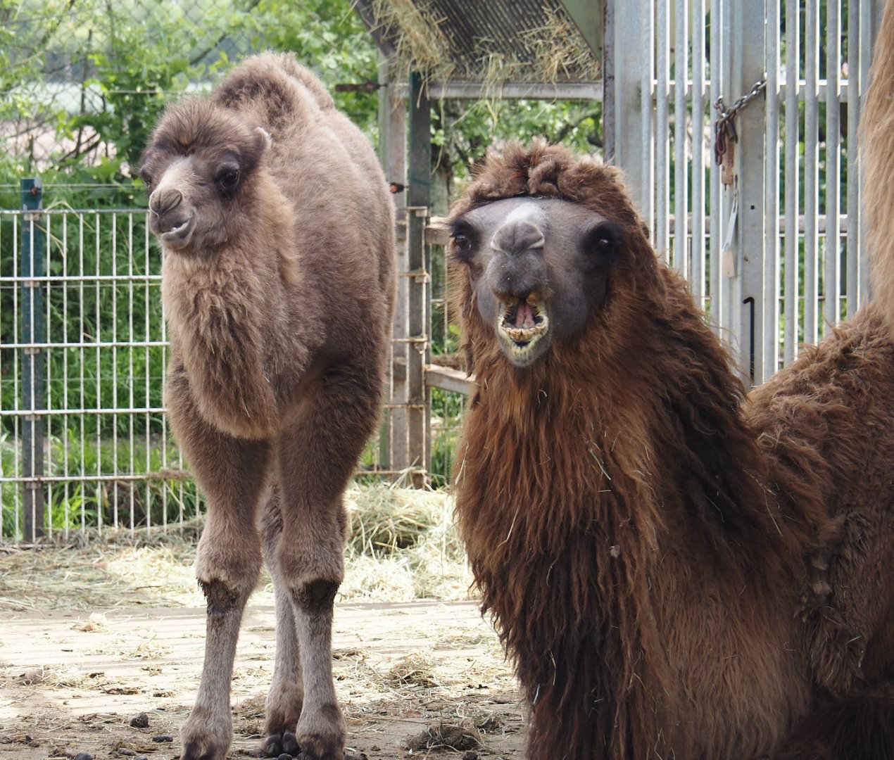 Adult Bactrian camel (Camelus bactrianus) and calf Gobi, 2024-04-14