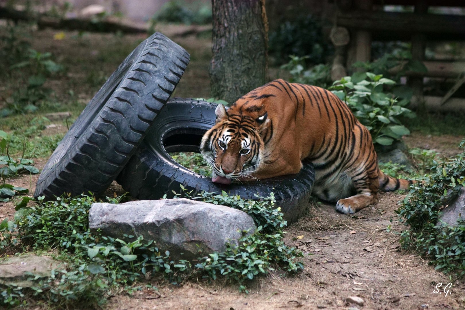 Adult Bengal tiger licking the tire after wake-up