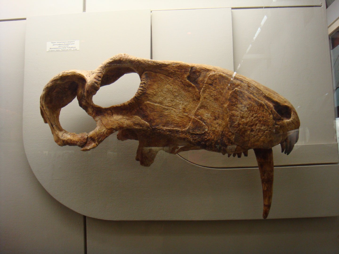 Adult Biarmosuchus tener skull (model)