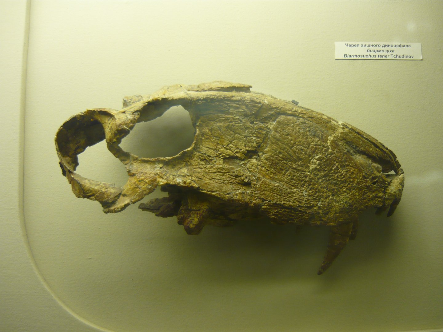 Adult Biarmosuchus tener skull