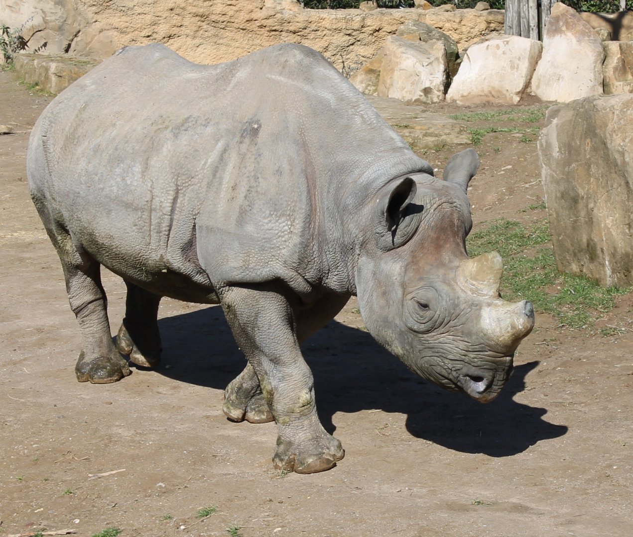 Adult Black rhinoceros female