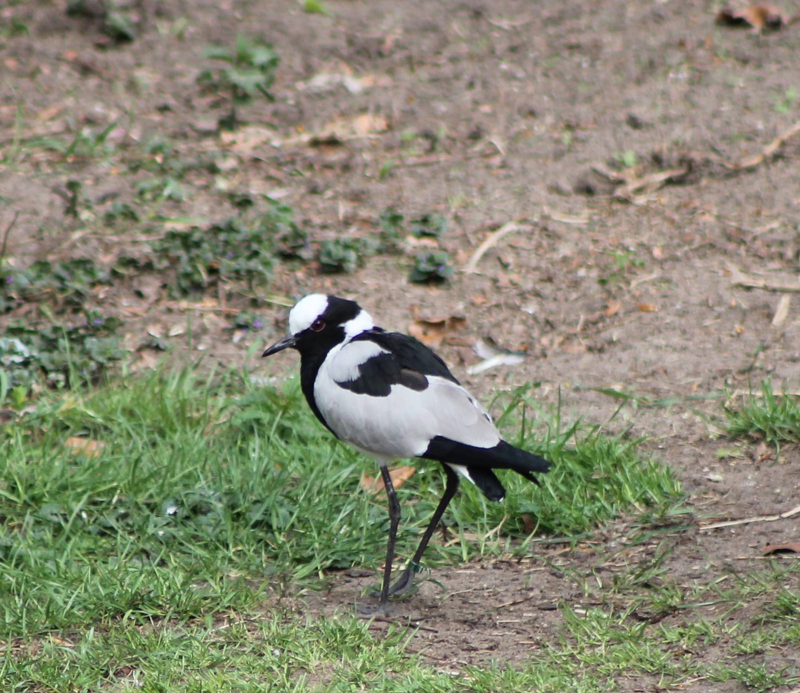 Adult Blacksmith plover