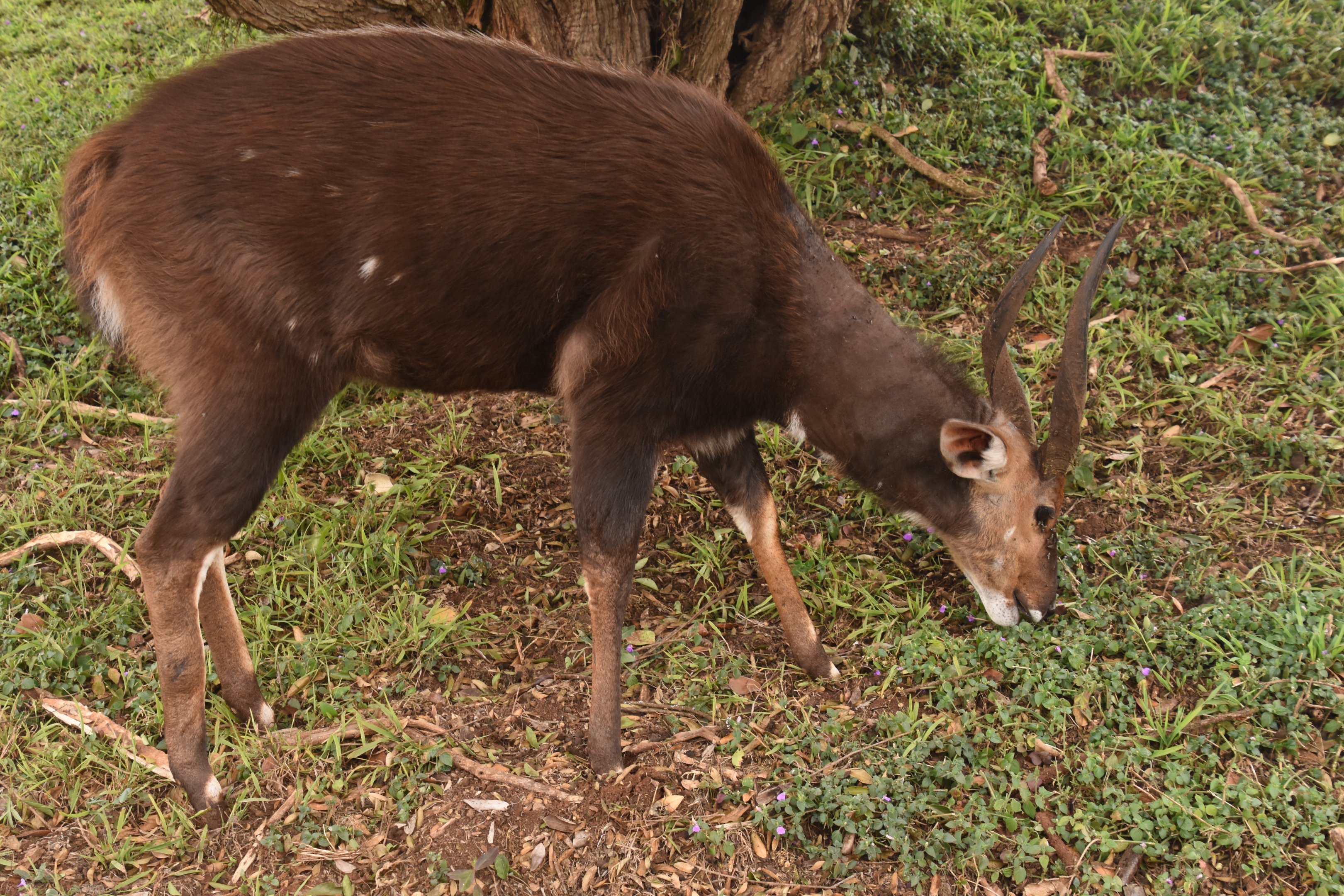 Adult bushbuck
