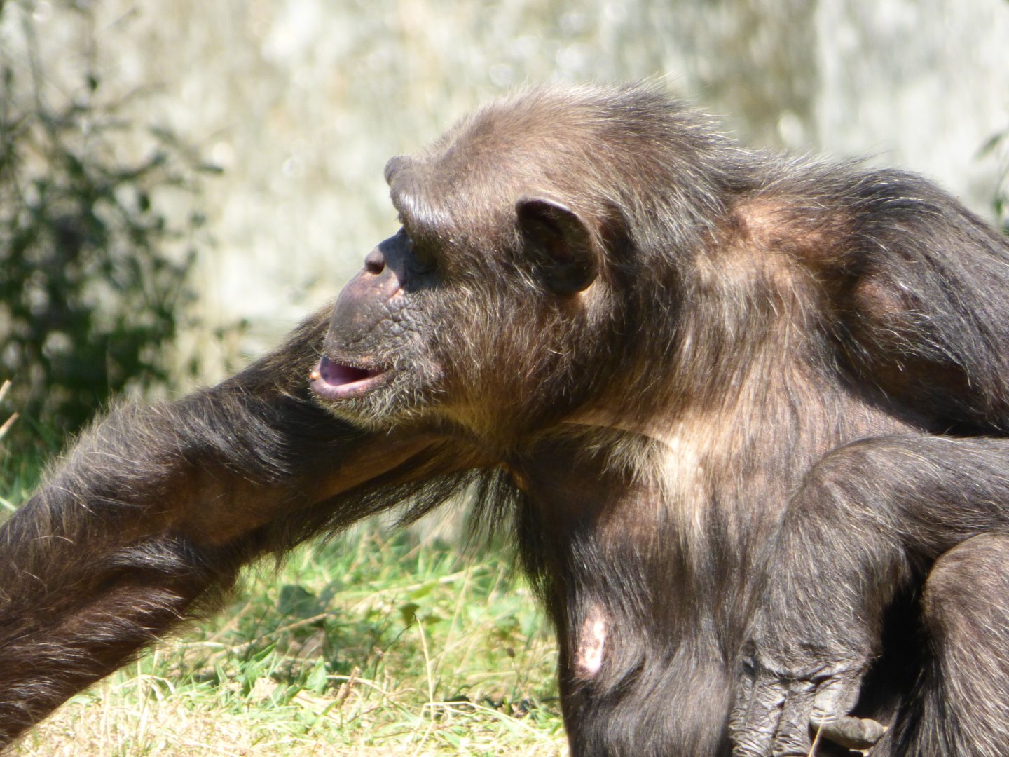 Adult Chimpanzee