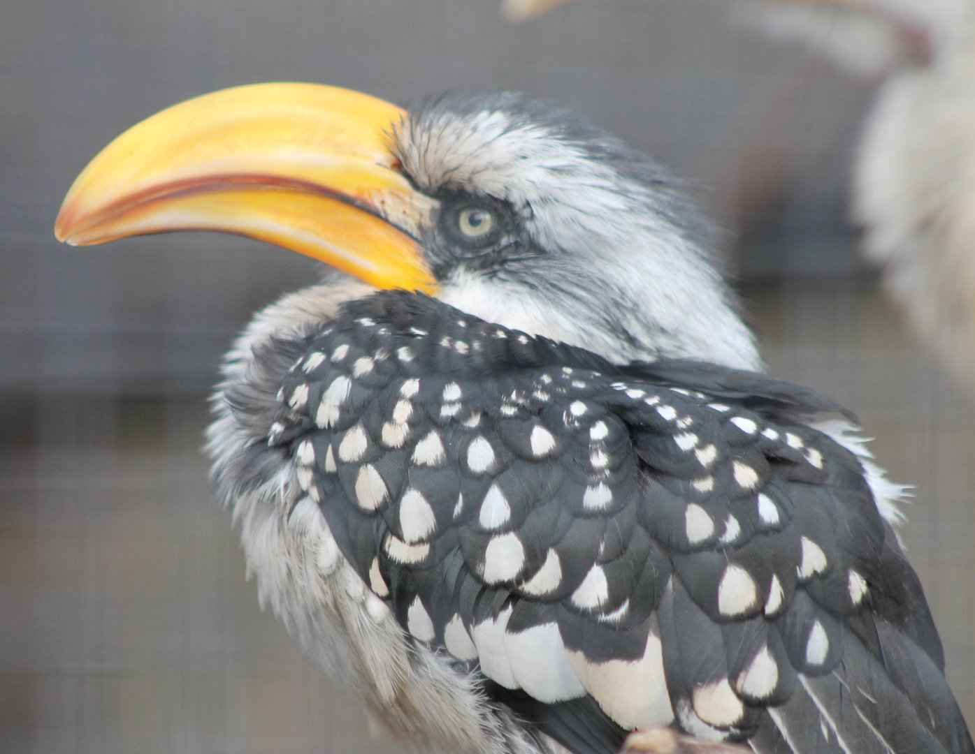 Adult Eastern yellow-billed hornbill