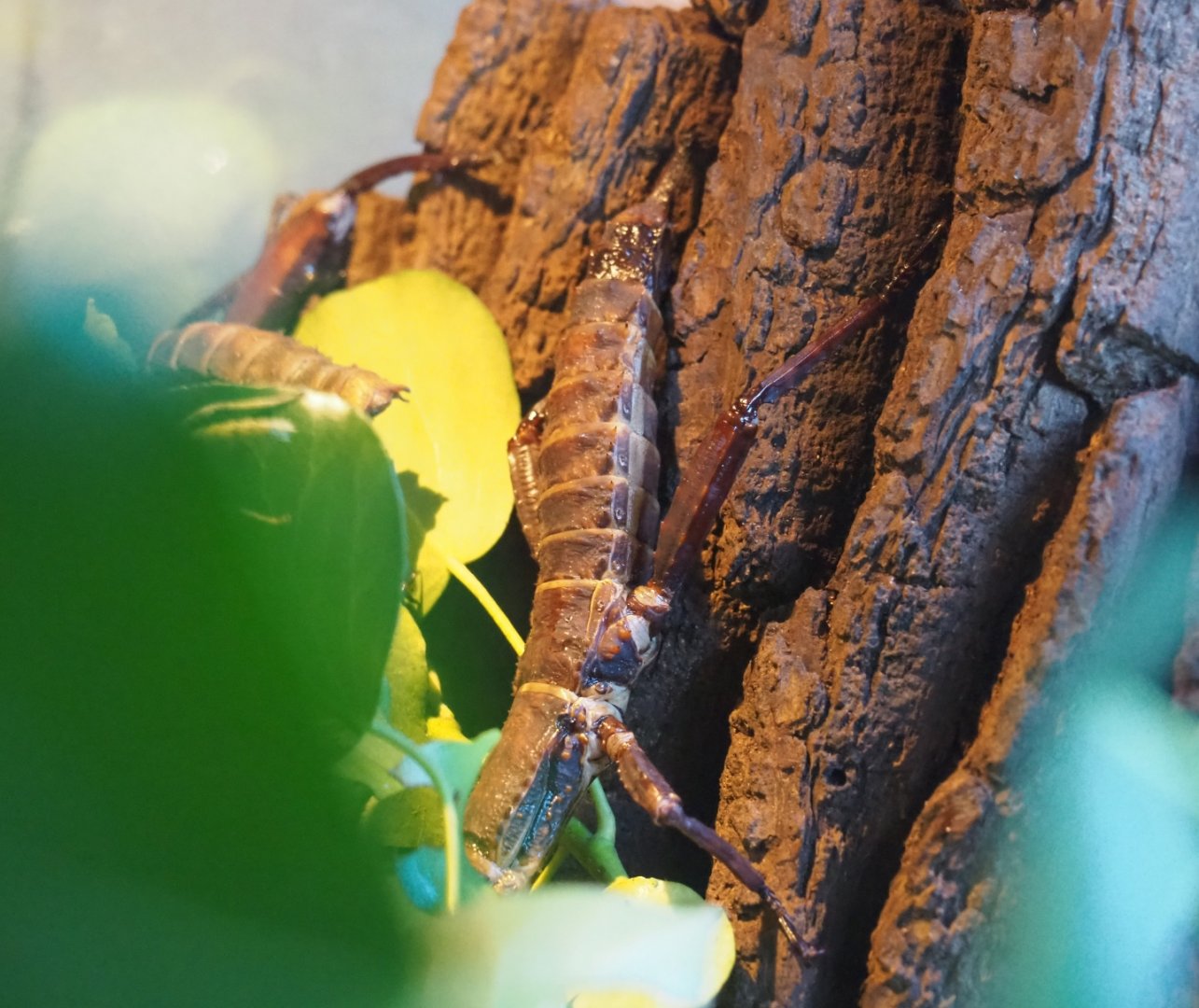 Adult female Eurycantha calcarata (Jan 20th, 2019)