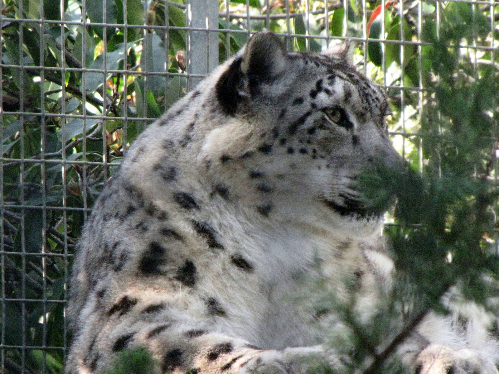 Adult Female Snow Leopard