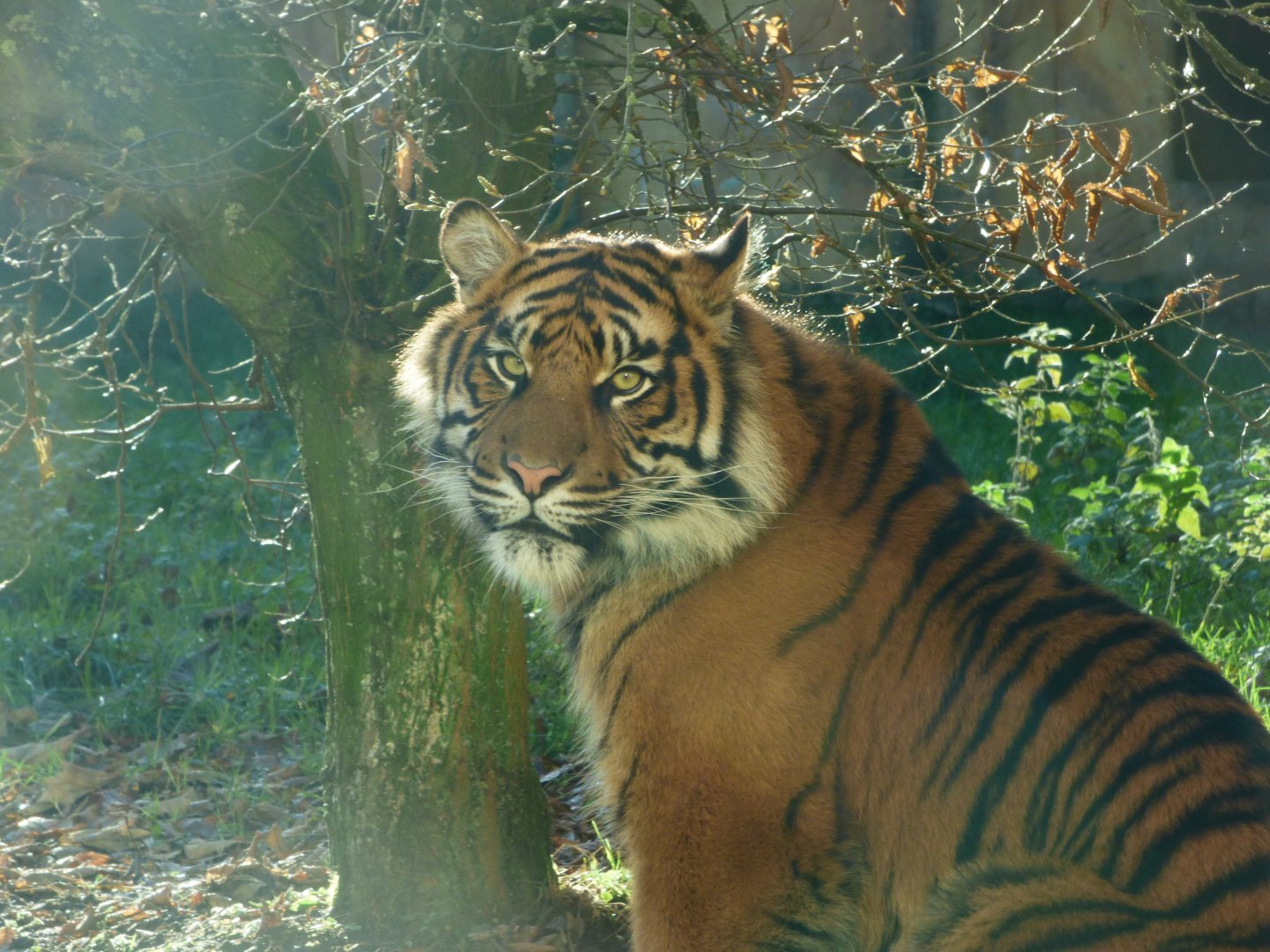 Adult Female Sumatran Tiger (Surya)