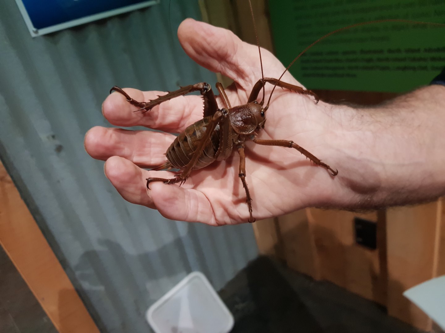 Adult Female Wētāpunga (Deinacrida heteracantha)