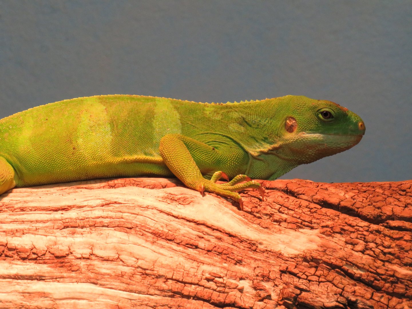 Adult Fijian banded iguana
