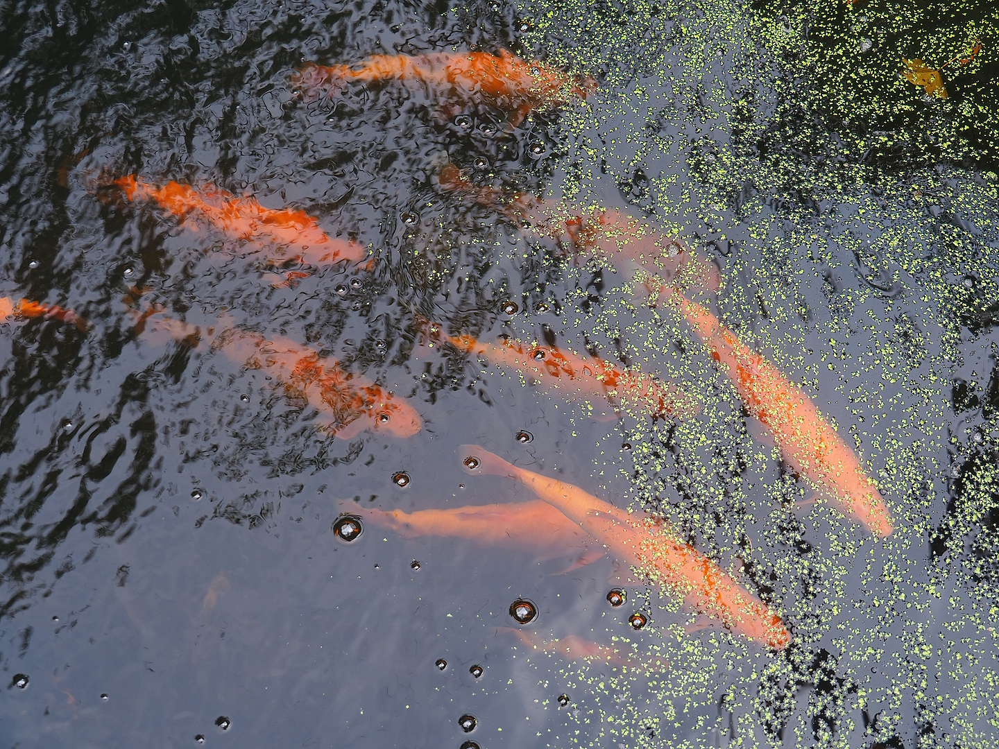 Adult Golden orfes (Leuciscus idus), 2022-08-20