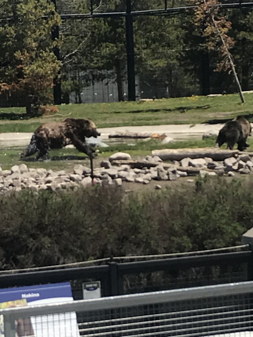 Adult grizzly bear chasing a yearling grizzly bear