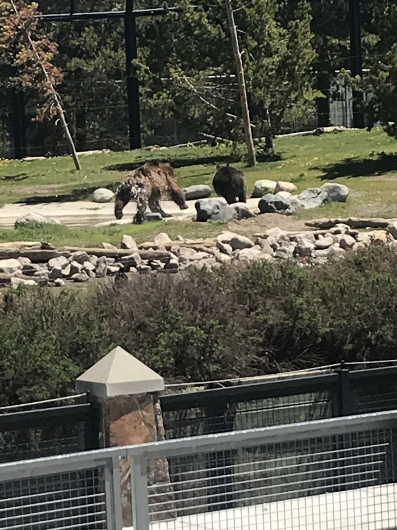 Adult Grizzly chasing a yearling grizzly